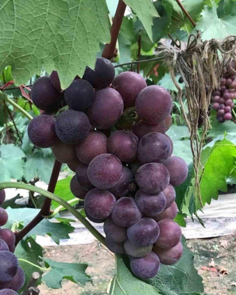 软枝藤棯葡萄