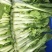 早熟白菜苔种子广东菜薹国苔秋香120早熟高产秋冬季菜