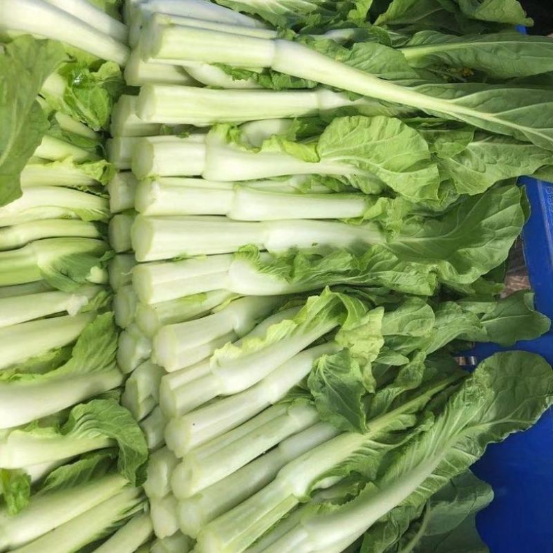 早熟白菜苔种子广东菜薹国苔秋香120早熟高产秋冬季菜