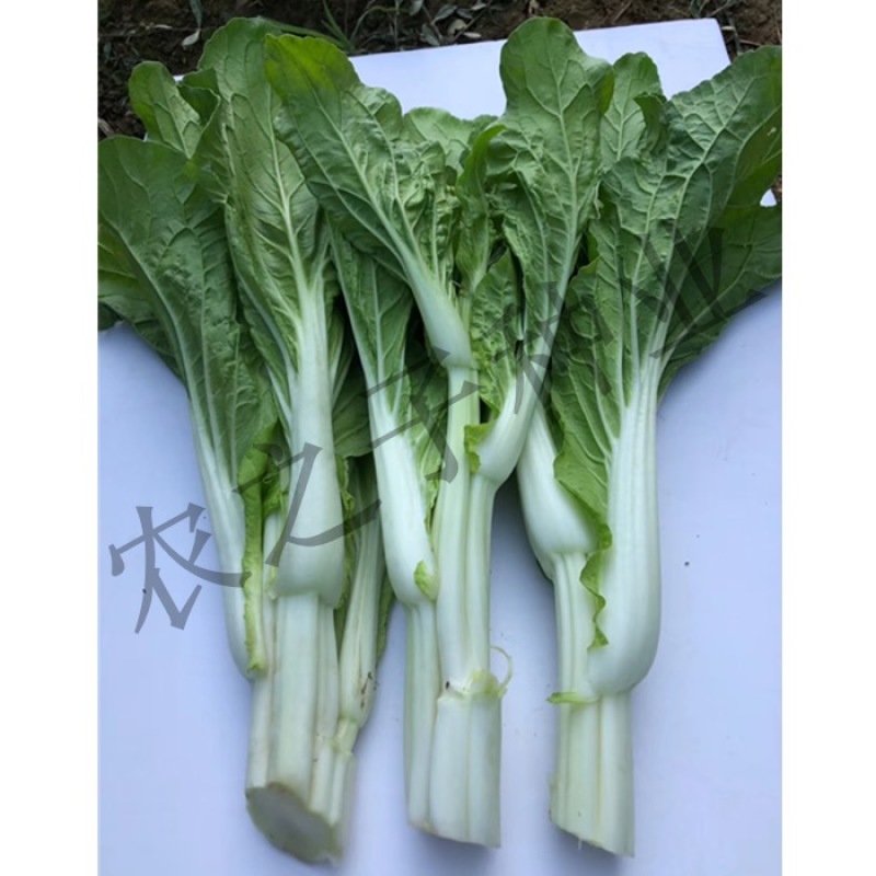 早熟白菜苔种子广东菜薹国苔秋香120早熟高产秋冬季菜
