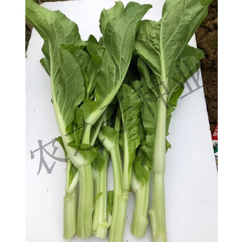 早熟白菜苔种子广东菜薹国苔秋香120早熟高产秋冬季菜
