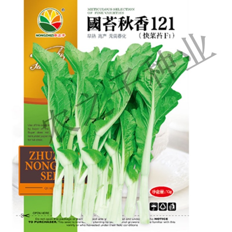 早熟白菜苔种子广东菜薹国苔秋香120早熟高产秋冬季菜