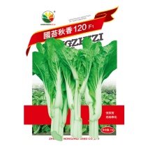 早熟白菜苔种子广东菜薹国苔秋香120早熟高产秋冬季菜农菜场