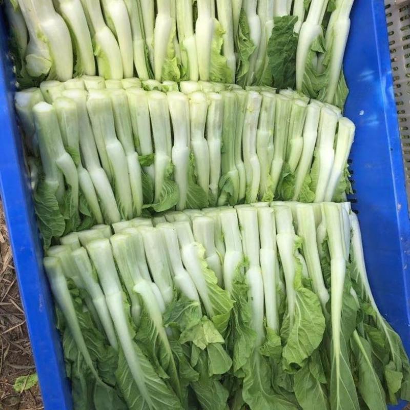 早熟白菜苔种子广东菜薹国苔秋香120早熟高产秋冬季菜