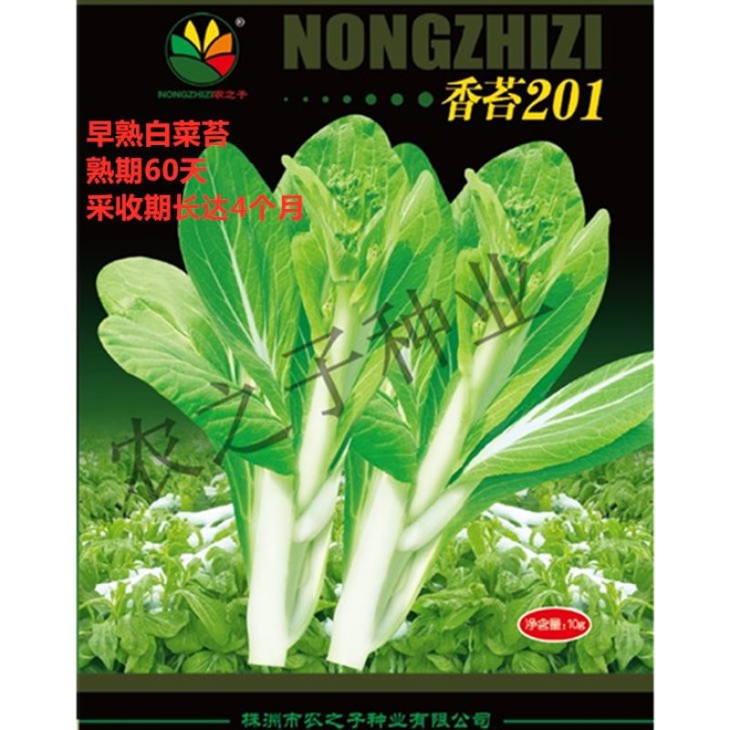 香苔68香苔201早熟白菜苔蔬菜种子高产连续采收口感甜1秋冬