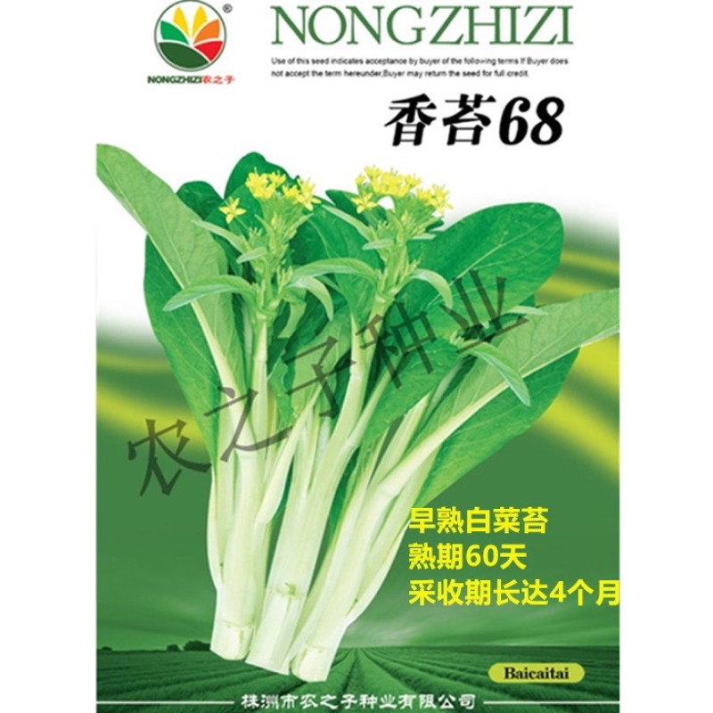 香苔68香苔201早熟白菜苔蔬菜种子高产连续采收口感甜1秋冬