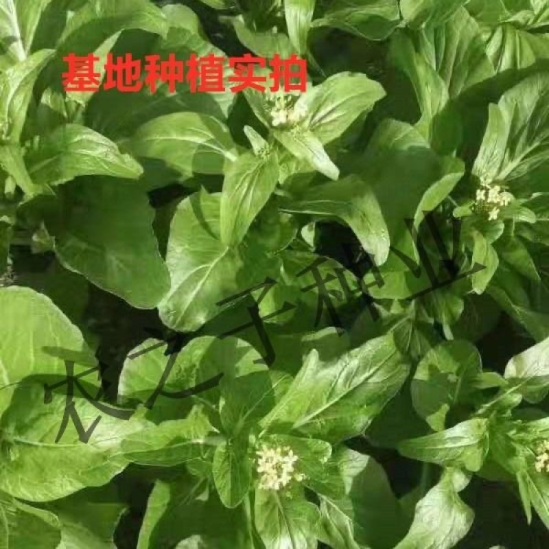 喜苔4045早白菜苔蔬菜种子基地合作社用种高产早熟秋冬阳台农