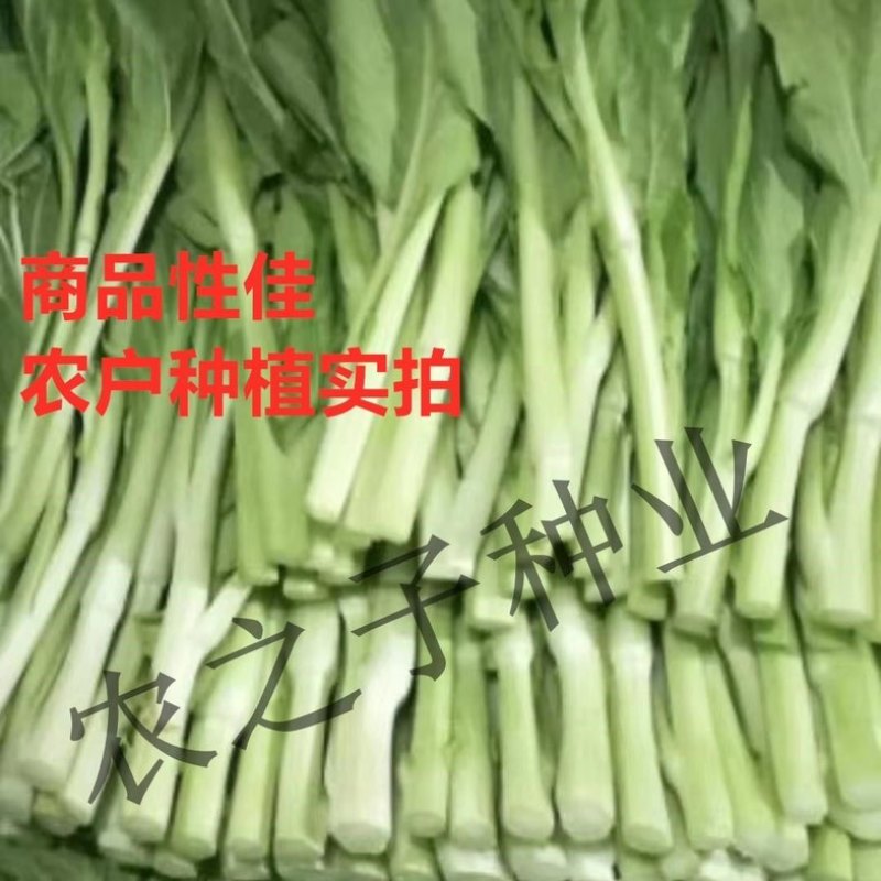 喜苔4045早白菜苔蔬菜种子基地合作社用种高产早熟秋冬阳台农