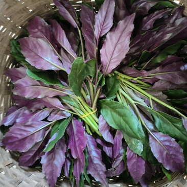 重庆璧山紫背菜