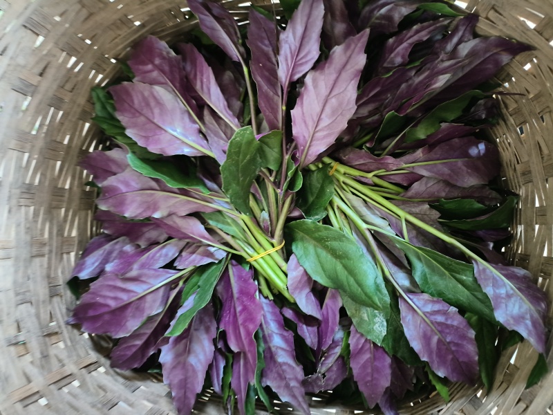 重庆璧山紫背菜