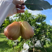 广西武鸣香水莲雾