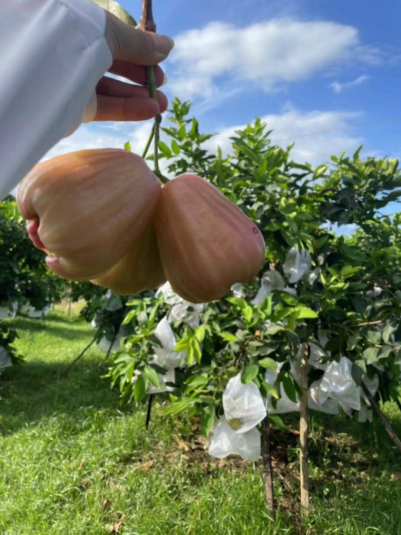 广西武鸣香水莲雾