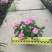 长春花7斤袋各种规格低价出售