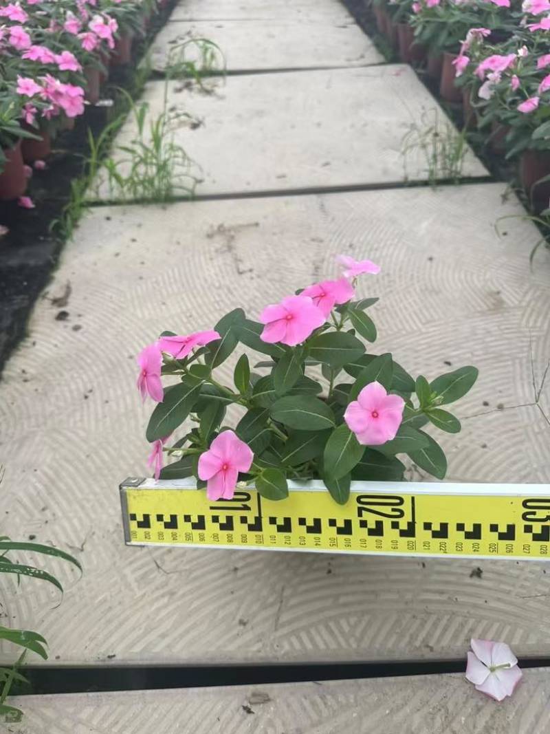 长春花7斤袋各种规格低价出售