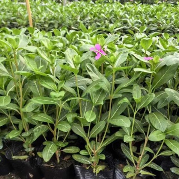 长春花7斤袋各种规格低价出售