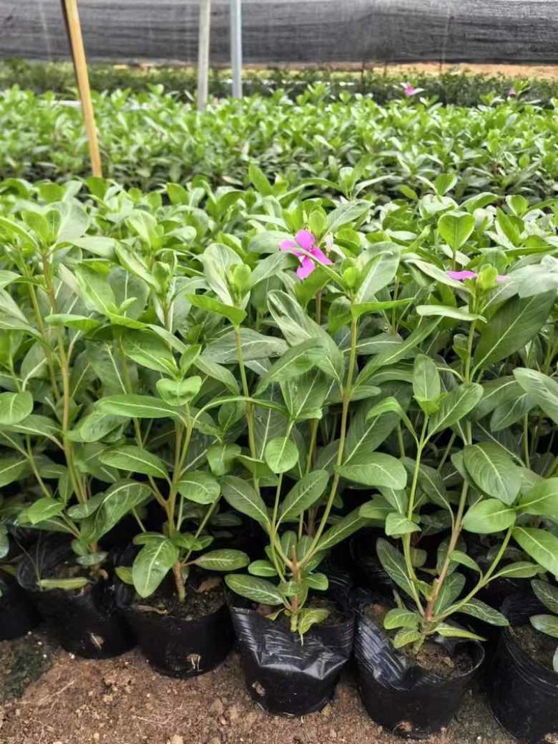 长春花7斤袋各种规格低价出售