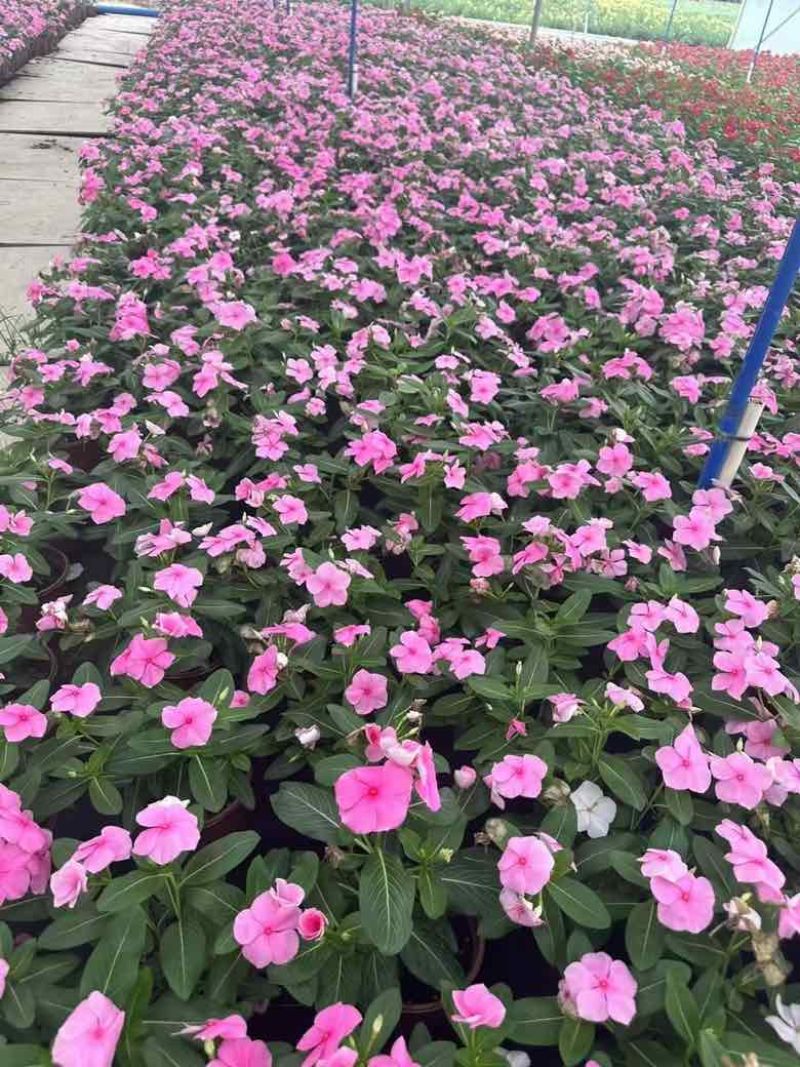 长春花7斤袋各种规格低价出售
