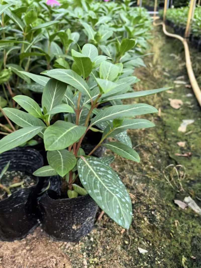 长春花7斤袋各种规格低价出售