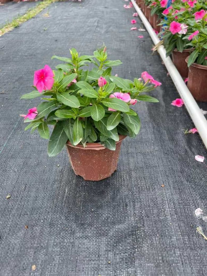 长春花7斤袋各种规格低价出售