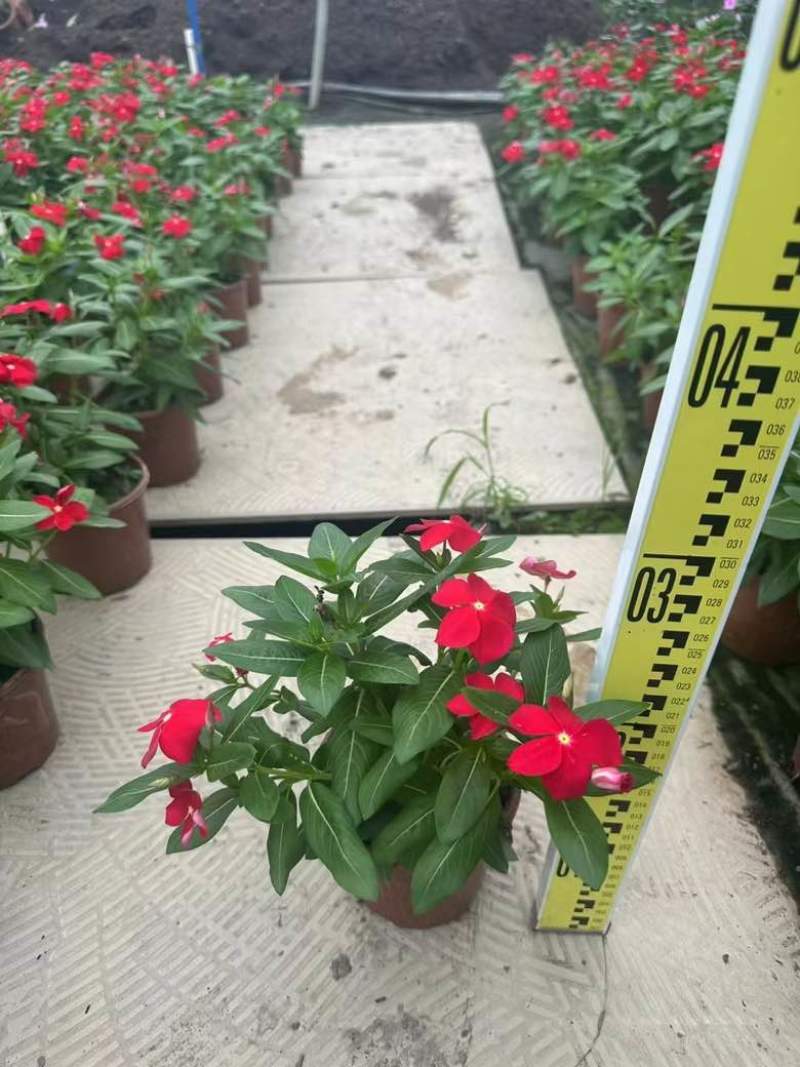长春花7斤袋各种规格低价出售