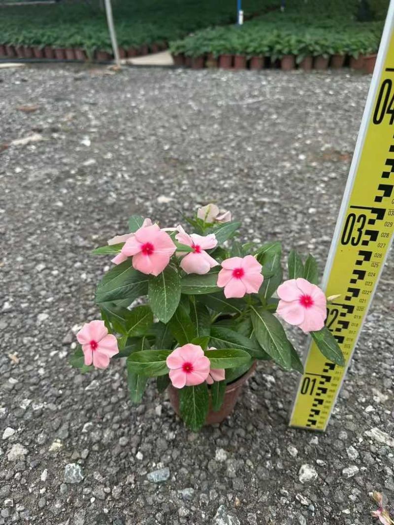 长春花7斤袋各种规格低价出售