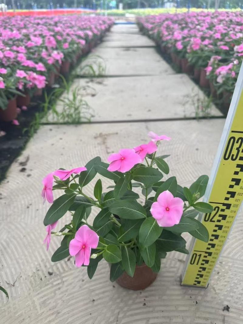 长春花7斤袋各种规格低价出售