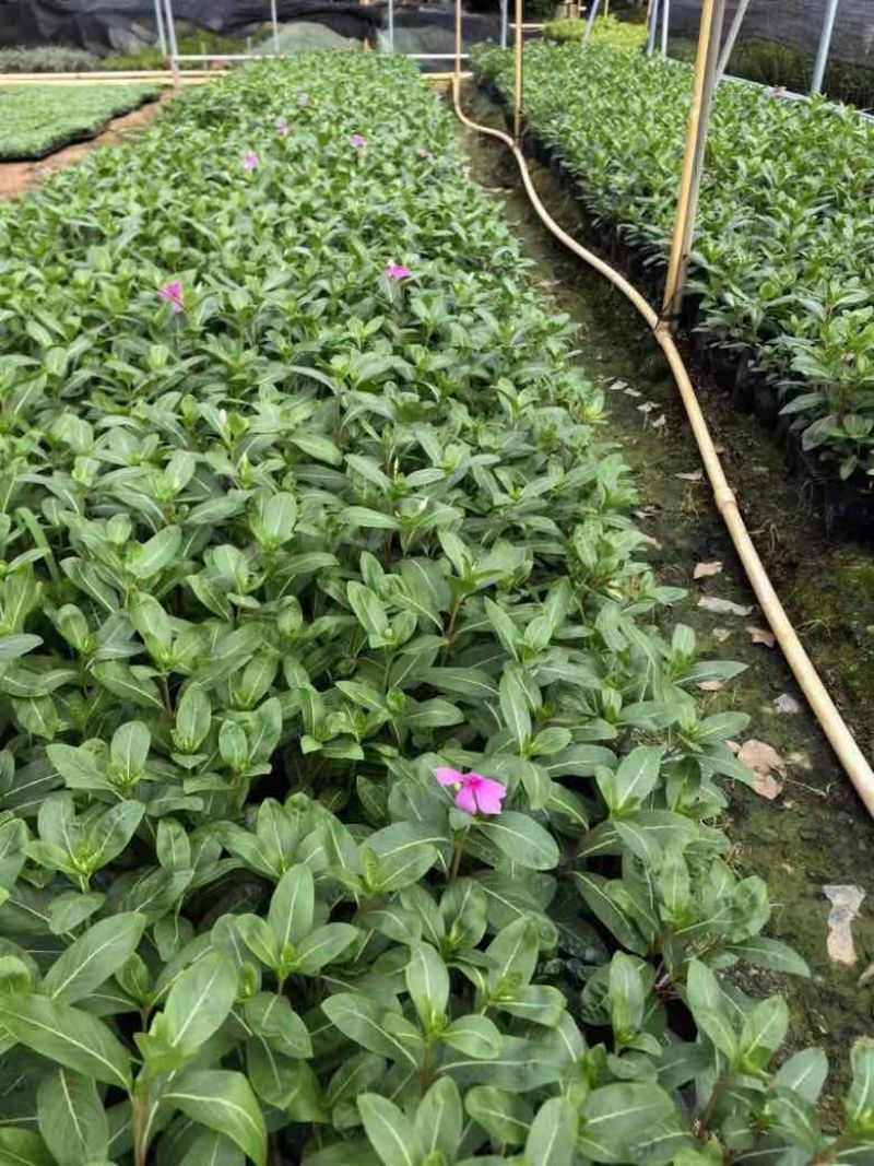 长春花7斤袋各种规格低价出售