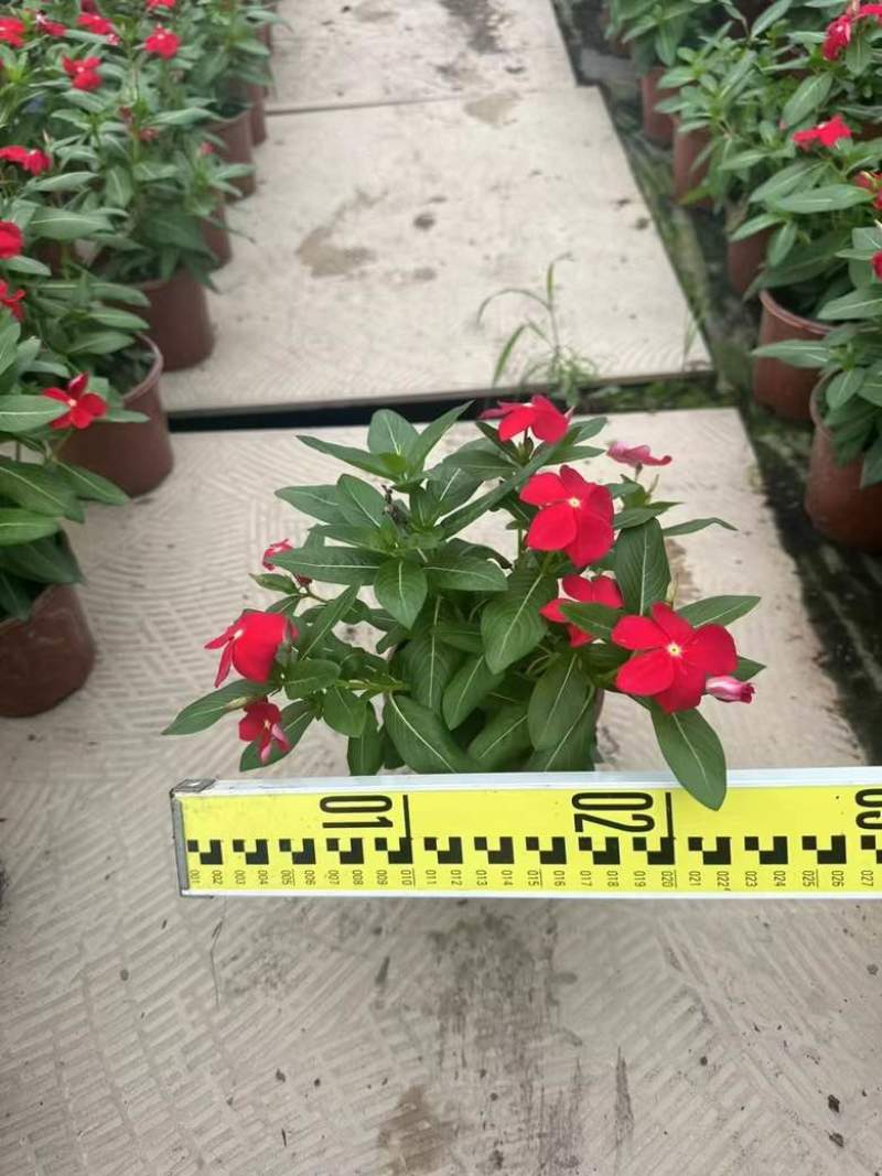 长春花7斤袋各种规格低价出售
