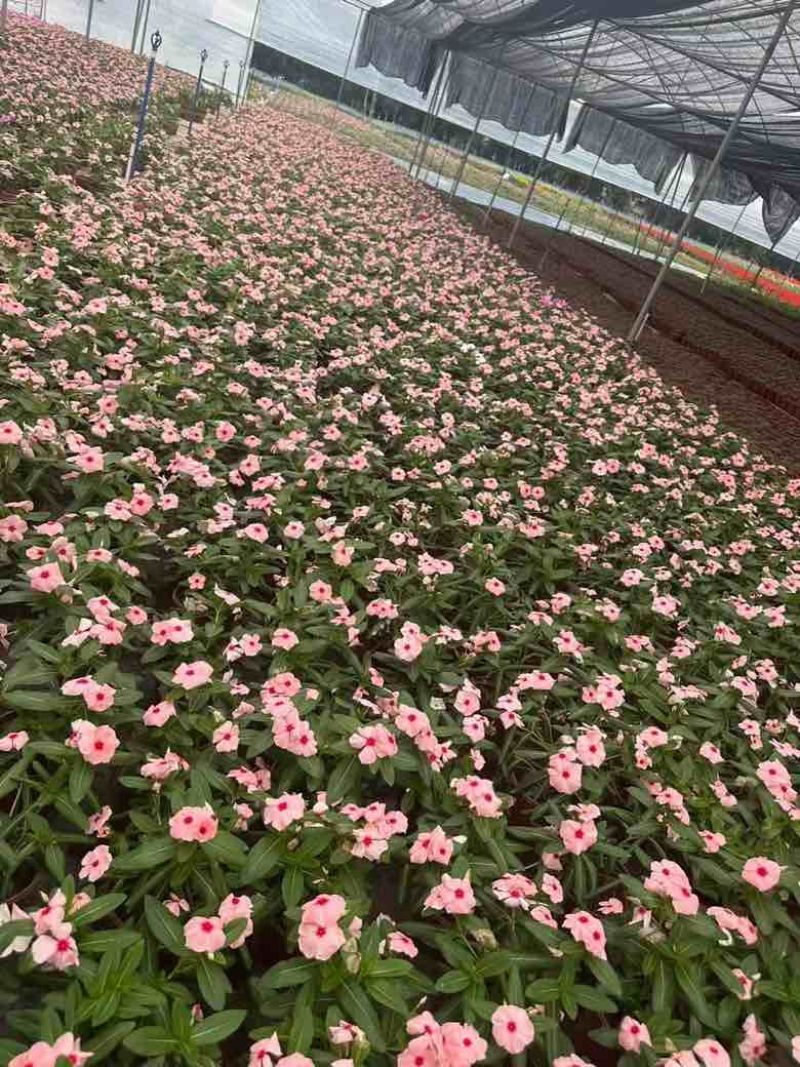 长春花7斤袋各种规格低价出售