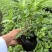长春花7斤袋各种规格低价出售