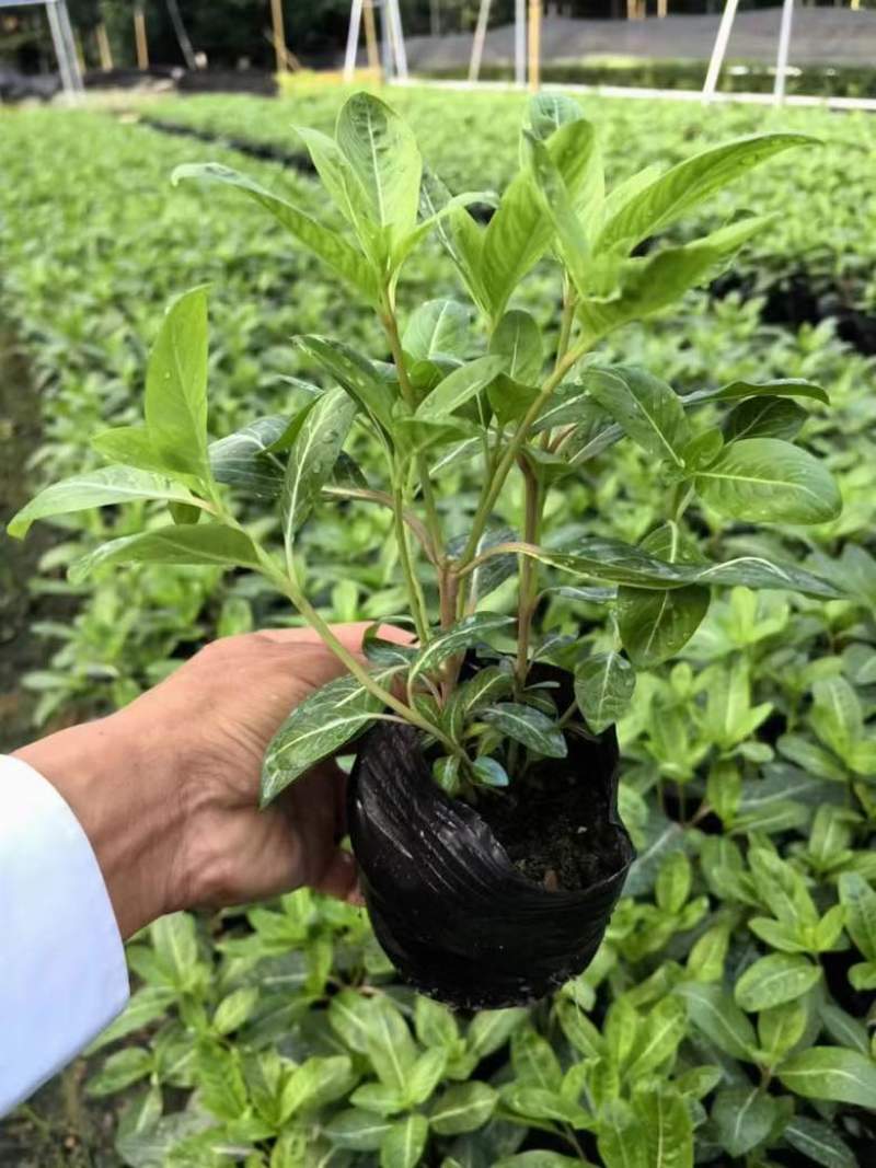 长春花7斤袋各种规格低价出售