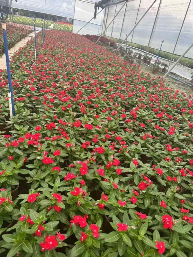 长春花7斤袋各种规格低价出售