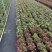 长春花7斤袋各种规格低价出售