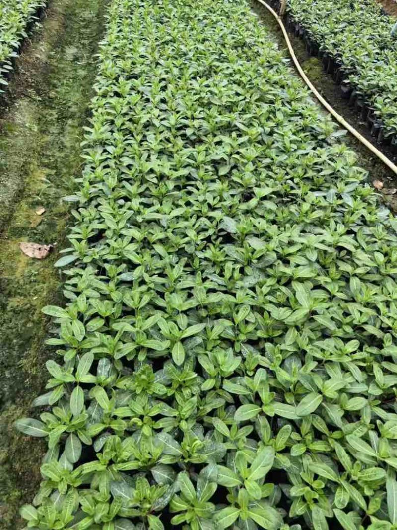 长春花7斤袋各种规格低价出售