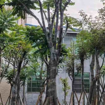骨架麻楝10～15公分基地直发大小规格齐全品质保证