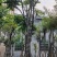 骨架麻楝10～15公分基地直发大小规格齐全品质保证