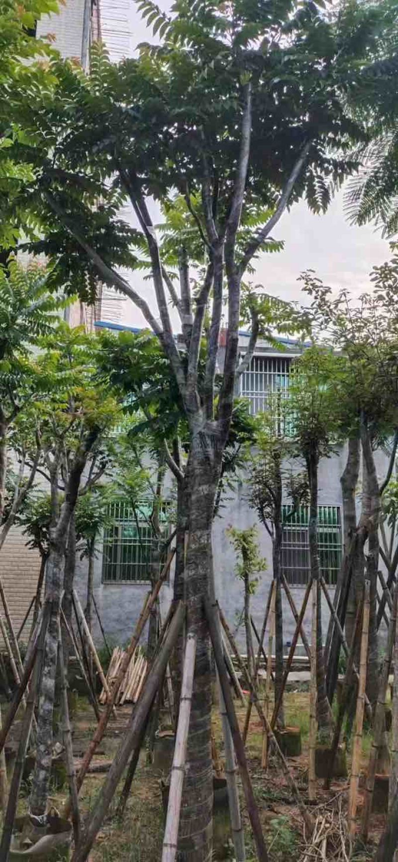 骨架麻楝10～15公分基地直发大小规格齐全品质保证
