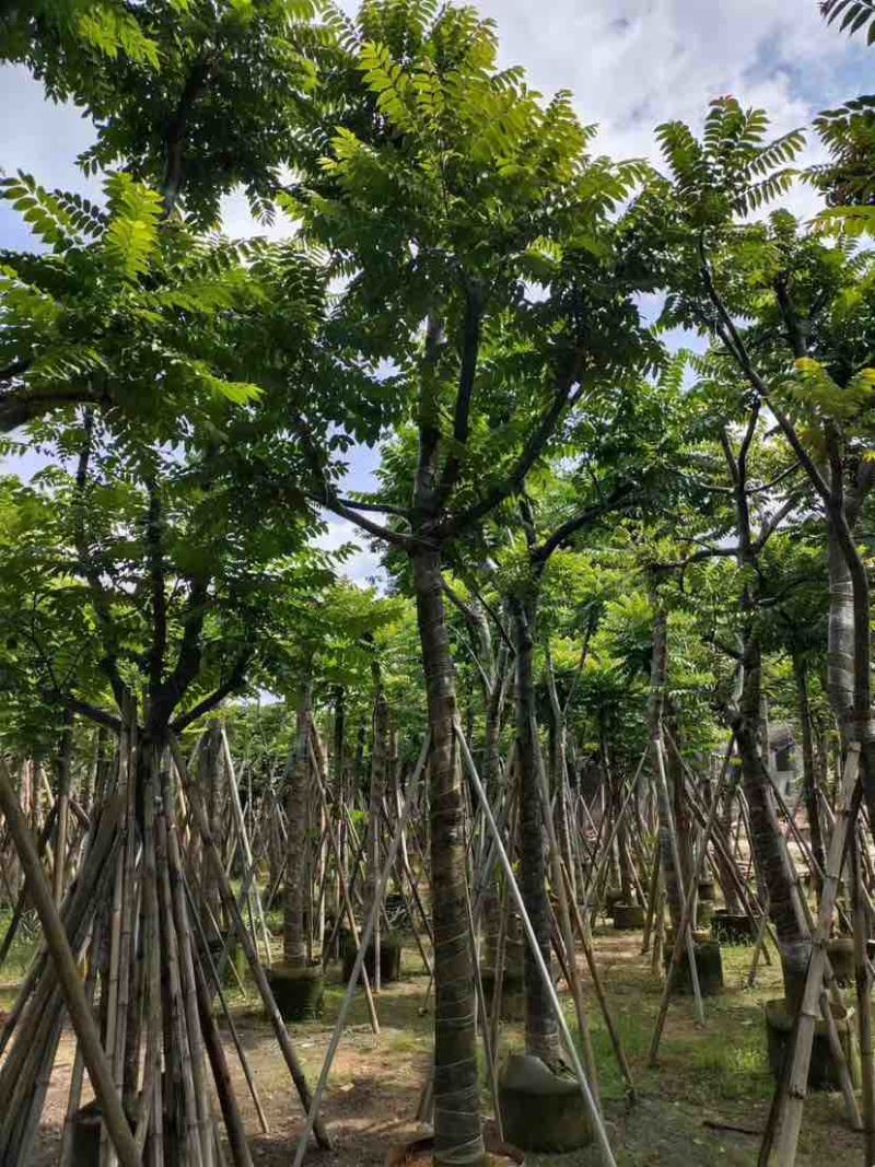 骨架麻楝10～15公分基地直发大小规格齐全品质保证