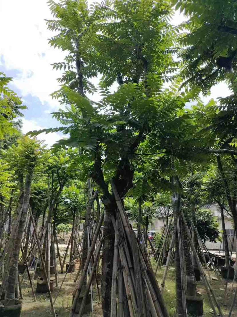 骨架麻楝10～15公分基地直发大小规格齐全品质保证
