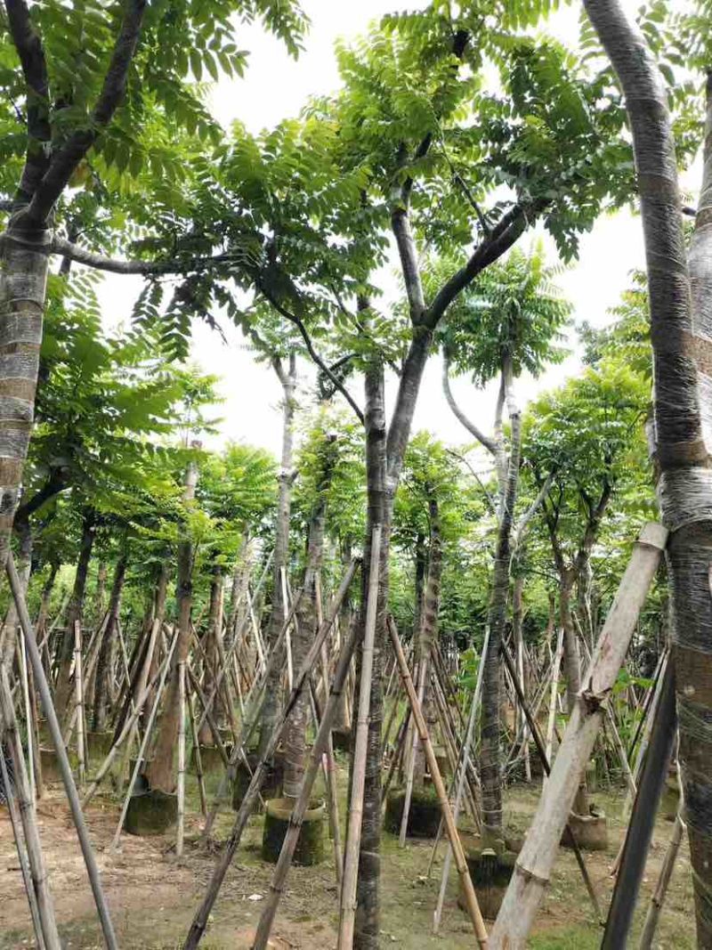 骨架麻楝10～15公分基地直发大小规格齐全品质保证