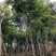 骨架麻楝10～15公分基地直发大小规格齐全品质保证