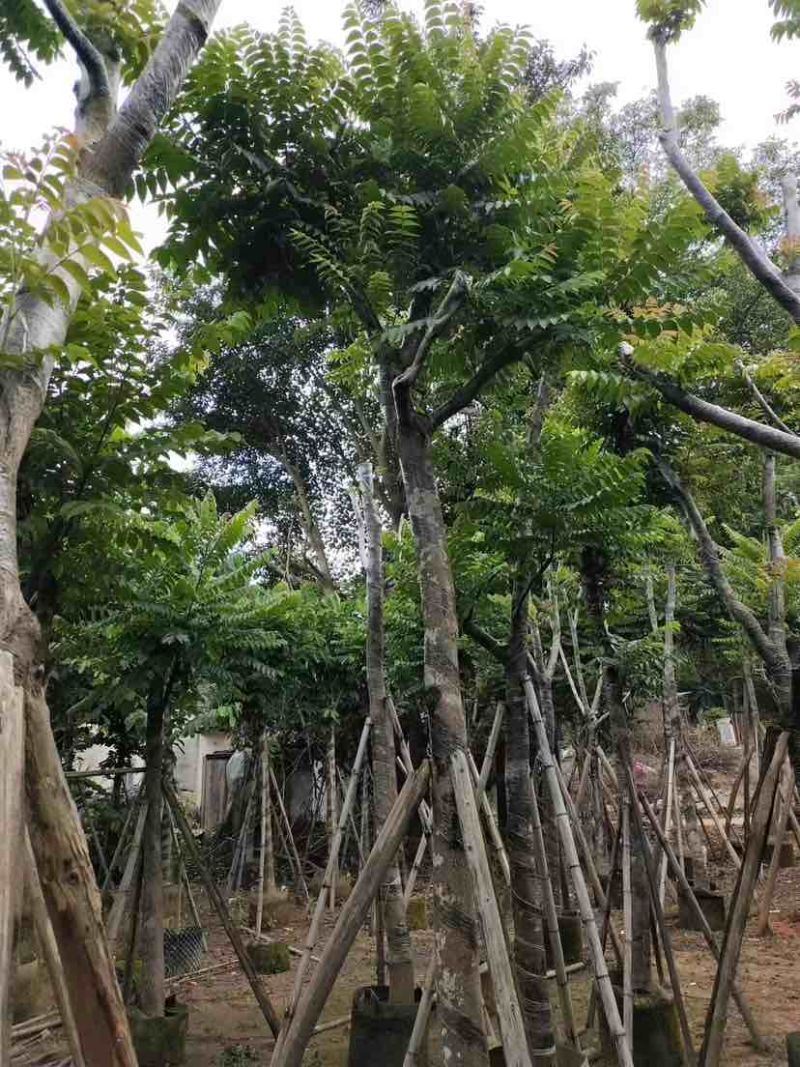 骨架麻楝10～15公分基地直发大小规格齐全品质保证