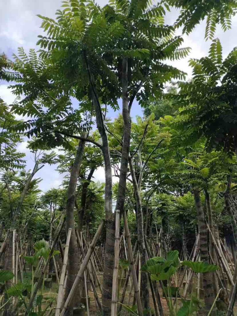 骨架麻楝10～15公分基地直发大小规格齐全品质保证