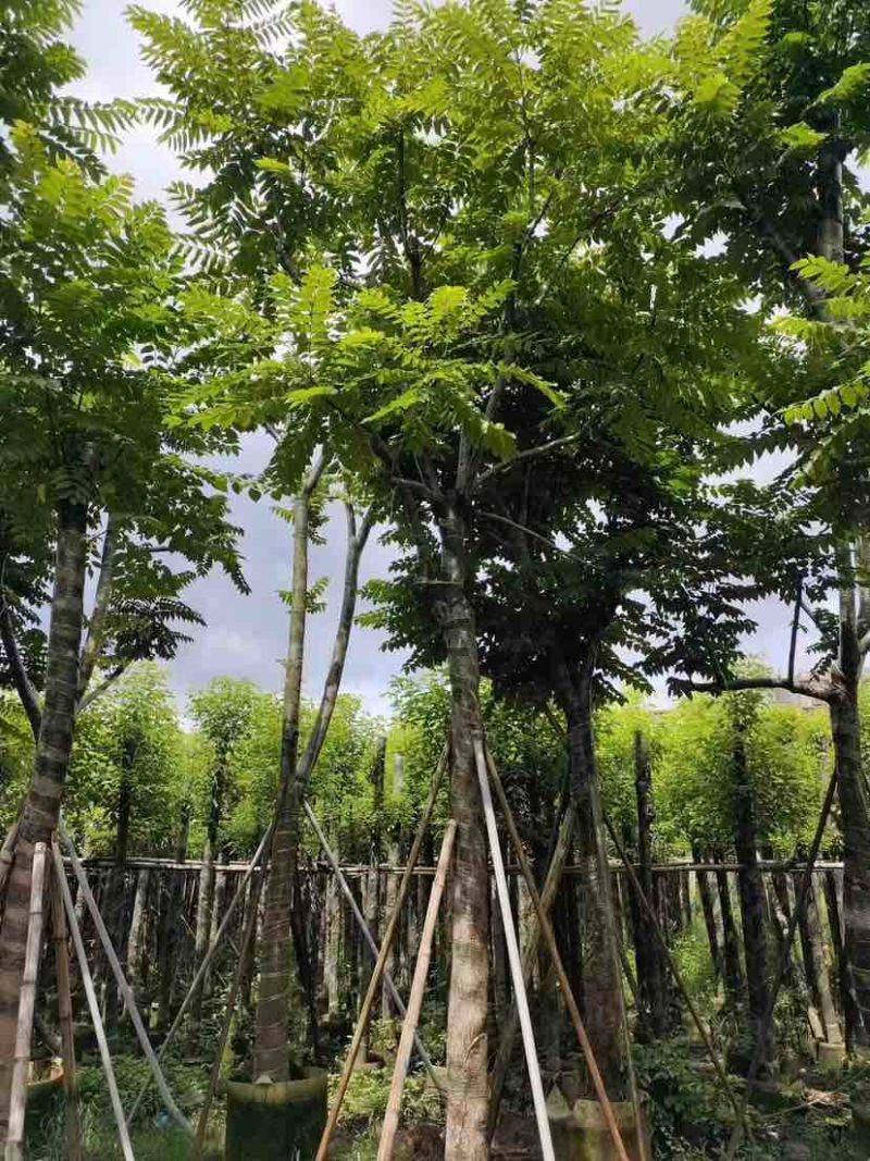 骨架麻楝10～15公分基地直发大小规格齐全品质保证