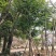 骨架麻楝10～15公分基地直发大小规格齐全品质保证