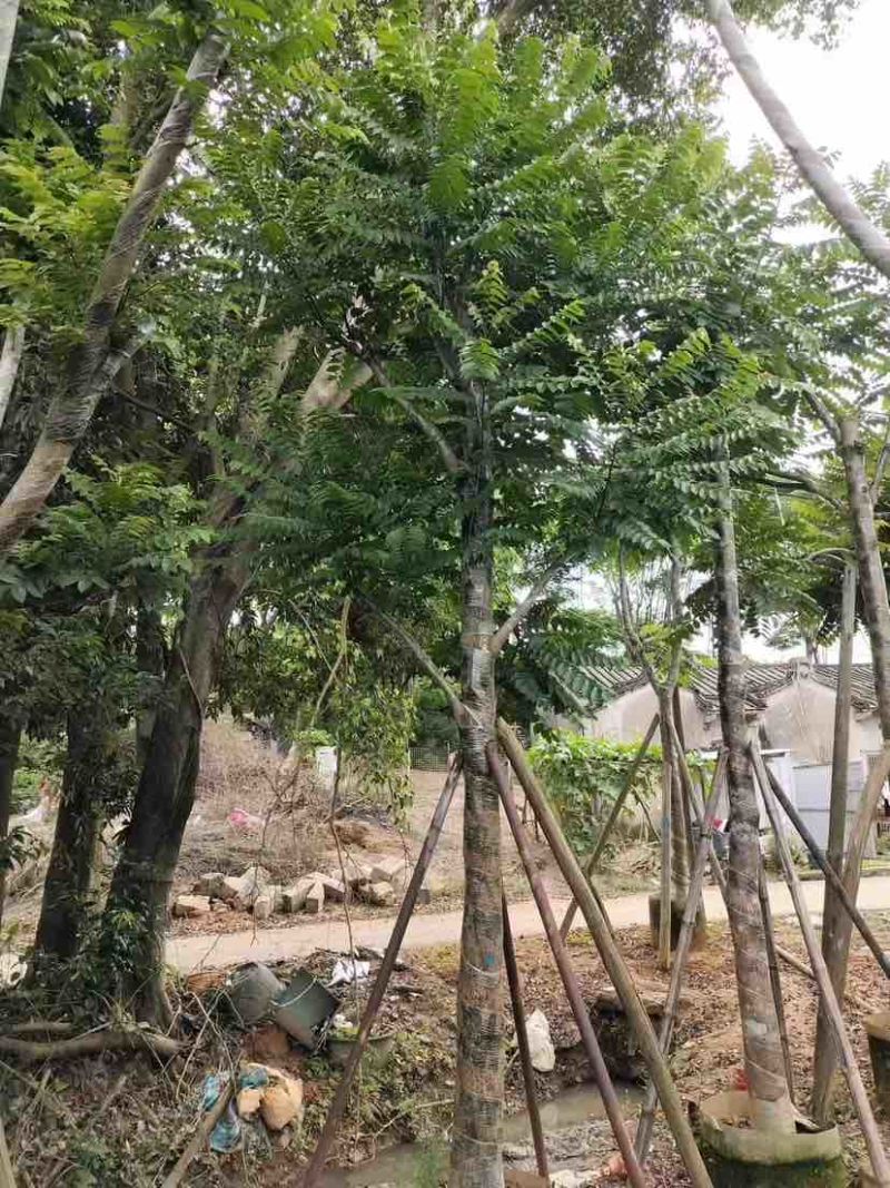 骨架麻楝10～15公分基地直发大小规格齐全品质保证