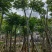 骨架麻楝10～15公分基地直发大小规格齐全品质保证