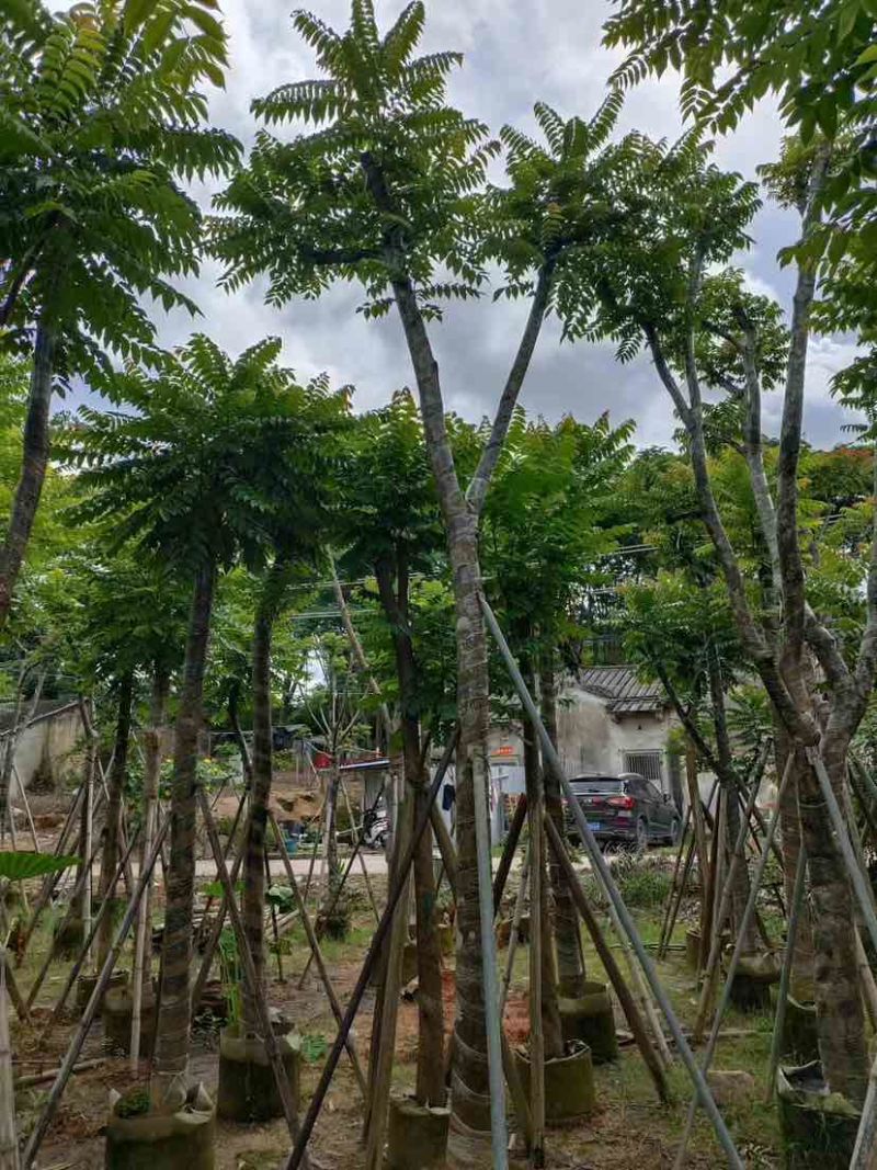 骨架麻楝10～15公分基地直发大小规格齐全品质保证