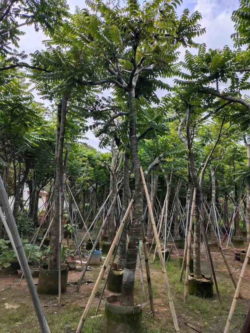 骨架麻楝10～15公分基地直发大小规格齐全品质保证