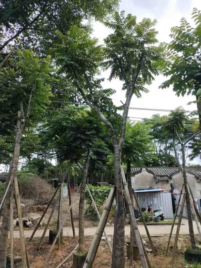 骨架麻楝10～15公分基地直发大小规格齐全品质保证